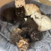 AVAILABLE~Purebred Persian kittens
