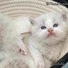 Ragdoll Kittens