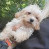 Poodle puppies ready for homes