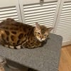 Male Bengal Cat (10 months)