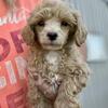 CKC Toy Male brown / apricot