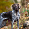 1 year old German Shorthaired Pointer Pair