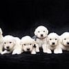 Golden Retriever Puppies Available Now