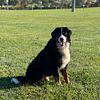 Bernese Mountain Dog Stud Service REGISTERED