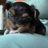 Yorkie terrier