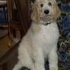 Standard Poodle Male Puppy White & Cream Parti Coat