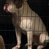 XL Bully