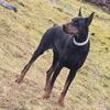 European Doberman puppies for adoption