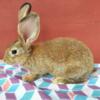 Pedigreed Flemish Giant