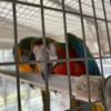 Macaw breeding pairs