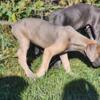 9 week old great dane puppies ready now!  Akc