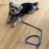 Morkie male available 