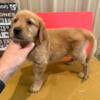 AKC Registered Golden Retriever puppies born October 12, 2024.