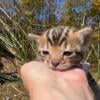 Bengal kittens just born