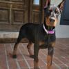 European Doberman Puppies