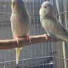 Young English Budgies 