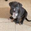 Corso pit mix pick up ready