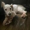Akc miniature schnauzer stud
