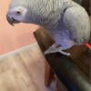 Buetitull African grey