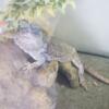 Bearded Dragon - Looking for new home, comes with setup