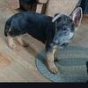 Blue Sable German Shepherd Puppy
