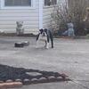 8 1/2 Month Olde English Bulldogge