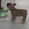 Male Fawn French Bulldog