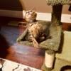 Savannah kittens tica registered