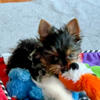 Gorgeous Parti Yorkie puppies for sale