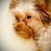 THE PERFECT YORKIE can be yours