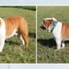 Last 1: AKC English Bulldogs available  Price drop