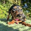 Dachshund puppies