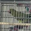 Rehoming an Indian ringneck 