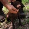 Patterdale terrier pups