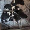 AKC puppies