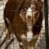 Female Toy Australian Shepherd