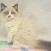 Ragdoll Kittens for Re-homing