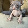 I have these beautiful sphynx kittens 1 male 2 females