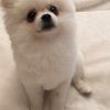 White Pomeranian Puppy For Sale