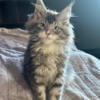 Rare European Blue eye Maine Coon DBE