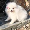 CKC Pomeranian: OPAL