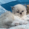 Available full bred Persian kittens