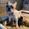 Beautiful AKC French Bulldog puppies