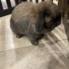 Holland lop, female