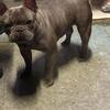 French bulldog female available