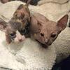 Sphynx kittens (1 Calico Elf and a dark grey male)
