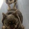 2 Akc Male French Bulldog Puppies 