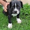 Pocket Bully Puppies