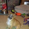 Help Chihuahua puppies 