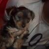 Yorkie puppy for sale